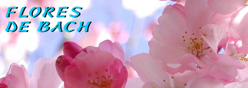 Flores de bach