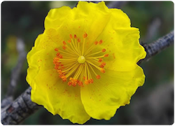 Flor de bach HELIANTEMO - ROCK ROSE