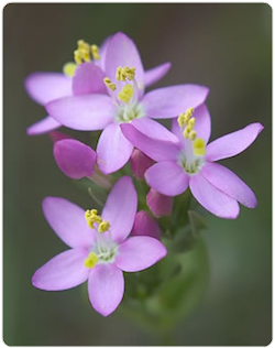 Flor de bach Centaury – Centaura
