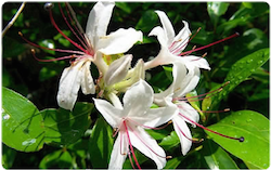 Flor de bach Honeysuckle – Madreselva