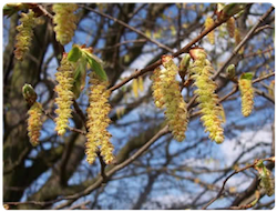 Flor de bach HORNBEAN - HOJERAZO