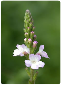 Flor de bach Vervain – Verbena