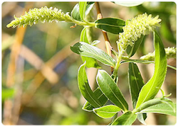 Flor de bach Willow – Sauce